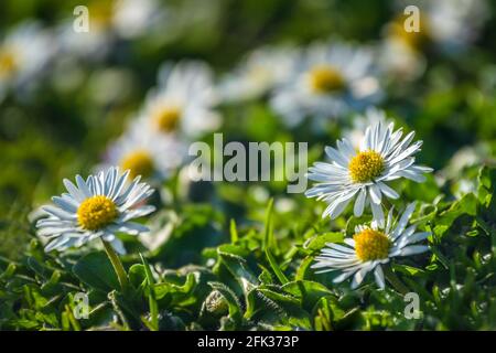 Daisies growing in a lawn. Stock Photo