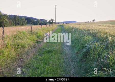 Black labrador retriever running with his tongue hanging out of his mouth on a country dirt road next to farmland in rural Germany. Stock Photo