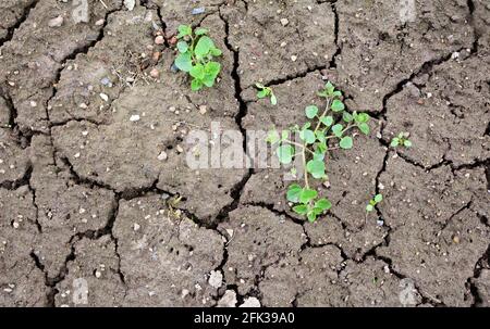 Texture of brown dried cracked soil with green plant. Full frame dried soil background. Stock Photo