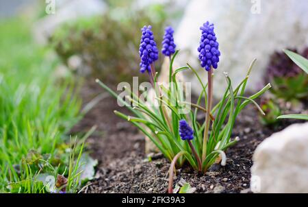Close Up of Blue Muscari Armeniacum or Armenian Grape Hyacinth Bunch, Growing in the Garden from the Soil at Early Spring Season.