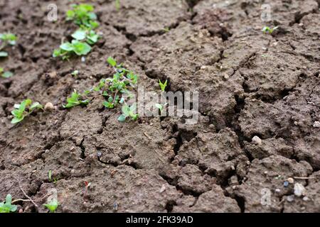 Texture of brown dried cracked soil with green plant. Full frame dried soil background. Stock Photo