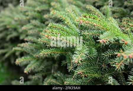 Coniferous Evergreen Branches with Blooming Young Spruce Shoots at  Springtime, Fresh Tender Needles, Natural Background Stock Image - Image of  wood, natural: 216357053