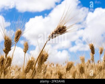Golden ripe wheat against blue sky with clouds in Eastern Washington state, USA Stock Photo