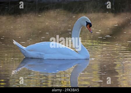 Lonely white swan floating on the river. Stock Photo