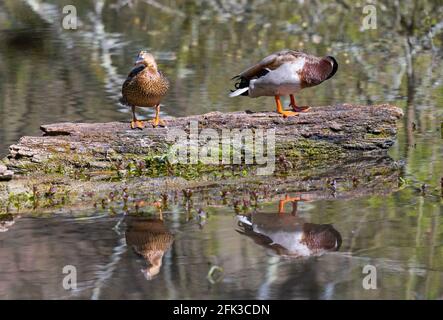 Pair of male and female (drake and hen) Mallard Ducks (Anas platyrhynchos) perched on a log on water in Spring in West Sussex, England, UK. Stock Photo