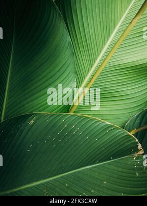 Tropical palm leaves texture Stock Photo