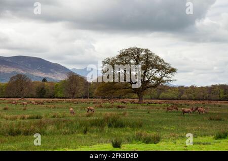 Numerous female Red Deer or Cervus Elaphus in winter coat grazing in Killarney National Park, County Kerry, Ireland Stock Photo