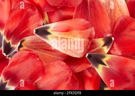 Red and yellow tulip petals, spring background Stock Photo