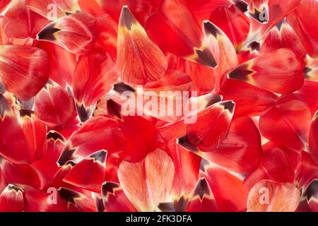 Red tulip petals, spring texture background, backlight Stock Photo