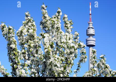 Spring in Dortmund's Westfalen Park, the Florianturm television tower behind the branches of a blossoming apple tree.   ---   Frühling im Dortmunder Westfalenpark, Fernsehturm Florianturm hinter den Zweigen eines blühenden Apfelbaums. Stock Photo