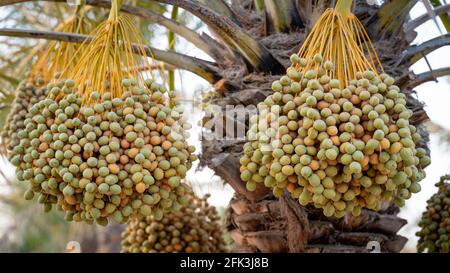 Background image of date plantation in the middle east. Date plantation Stock Photo