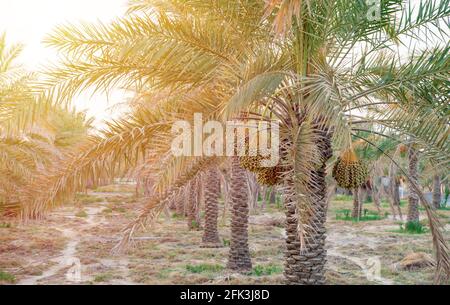 Plantation of date palms. Tropical agriculture industry in the Middle East. Stock Photo