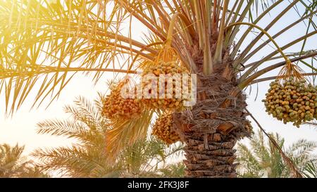 Plantation of date palms. Tropical agriculture industry in the Middle East. Stock Photo