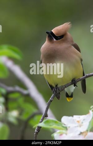 Cedar waxwing (Bombycilla cedrorum) adult perched on a branch Stock Photo