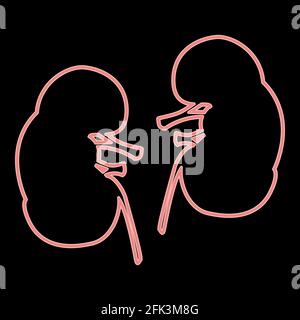 Neon kidney it is the red color vector illustration flat style light image Stock Vector