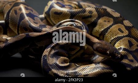 Footage of ball python in dark background Stock Photo