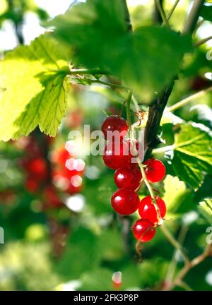 The redcurrant, or red currant (Ribes rubrum) in a garden. Stock Photo