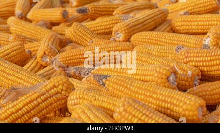 Heap of healthy yellow corn. Fresh ripe grains for drying. Ripe corn grains on cob. Stock Photo