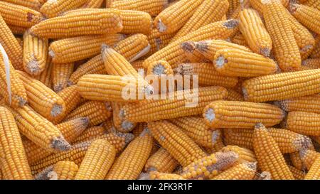 Heap of healthy yellow corn. Fresh ripe grains for drying. Ripe corn grains on cob. Stock Photo