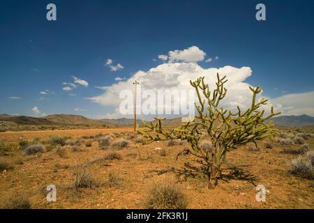 A cholla plant rising over low shrub provides the only meager shadow in the flat desert region of Mohave County west of Grand Canyon Stock Photo