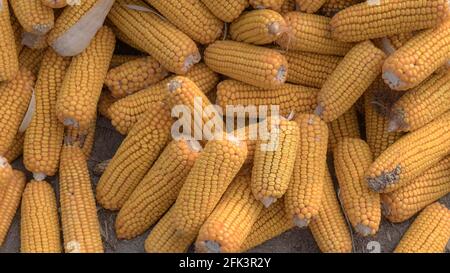 Heap of healthy yellow corn. Fresh ripe grains for drying. Ripe corn grains on cob. Stock Photo