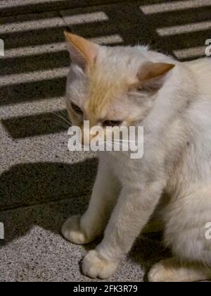 Stray cat strolling peacefully in the evening Stock Photo
