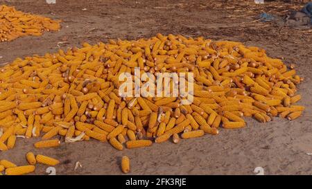 Heap of healthy yellow corn. Fresh ripe grains for drying. Ripe corn grains on cob. Stock Photo