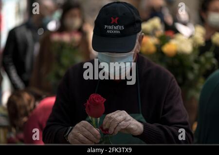 SPAIN-BARCELONA-SANT JORDI.  An old florist handles a rose on Sant Jordi's day to later sell it in his flower shop on La Rambla.  On Sant Jordi's day, the streets, cities and towns of Catalonia are filled with book and rose shops, this year due to the Covid-19 pandemic certain security measures have been taken, even so many people have gathered in the streets of the center of Barcelona on a bright sunny day in Downtown, Barcelona, Spain, on April 23, 2021.  © Joan Gosa 2021 Stock Photo