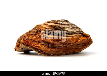 Cork cambium of a Stone Pine (Pinus pinea) on a white background Stock Photo