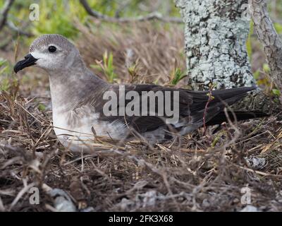 Kermadec petrel (Pterodroma neglecta) near it's nest (eastern Polynesia) Stock Photo