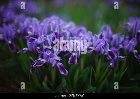 Lovely purple iris flowers with green leaves grows in spring garden Stock Photo