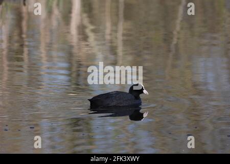 Eurasian coot swimming on blue steady water with reflection from the surface. Stock Photo