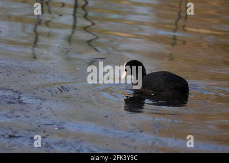 Eurasian coot swimming on blue steady water with reflection from the surface. Stock Photo