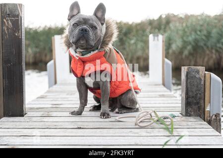 Cute french bulldog in cozy orange dog jacket in maritime setting Stock Photo