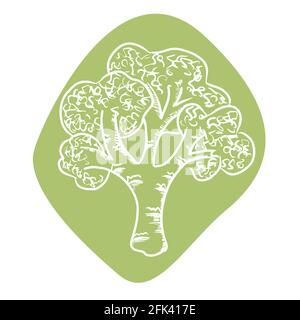 Green broccoli illustration isolated on white background. Vector Stock Vector