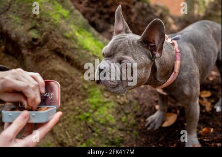 French Bulldog on an outdoor adventure in the woods - exploring the forest on a walk Stock Photo