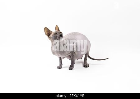 Sphynx pregnant cat. Beautiful gray hairless sphynx cat sit Stock Photo