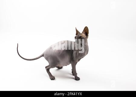 Sphynx pregnant cat. Beautiful gray hairless sphynx cat sit Stock Photo