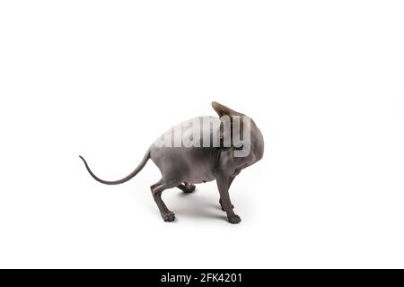 Sphynx pregnant cat. Beautiful gray hairless sphynx cat sit Stock Photo