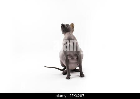 Sphynx pregnant cat. Beautiful gray hairless sphynx cat sit Stock Photo