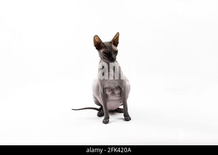 Sphynx pregnant cat. Beautiful gray hairless sphynx cat sit Stock Photo