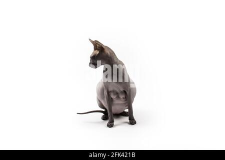 Sphynx pregnant cat. Beautiful gray hairless sphynx cat sit Stock Photo