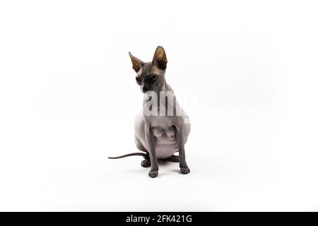 Sphynx pregnant cat. Beautiful gray hairless sphynx cat sit Stock Photo