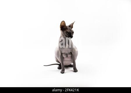 Sphynx pregnant cat. Beautiful gray hairless sphynx cat sit Stock Photo