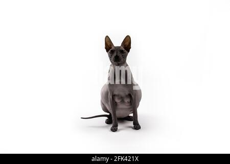 Sphynx pregnant cat. Beautiful gray hairless sphynx cat sit Stock Photo