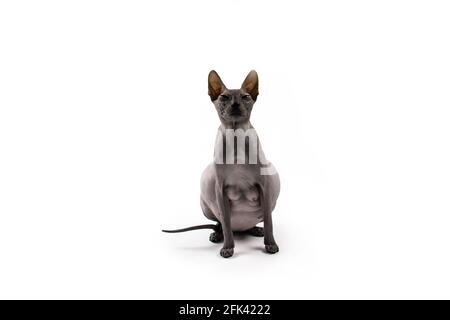 Sphynx pregnant cat. Beautiful gray hairless sphynx cat sit Stock Photo