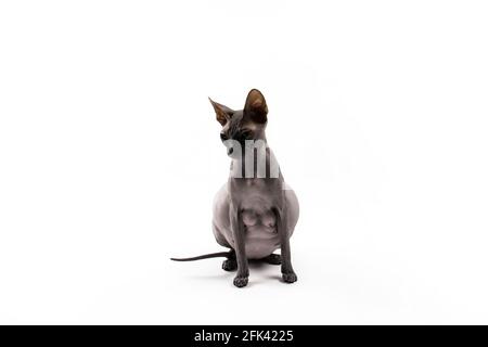 Sphynx pregnant cat. Beautiful gray hairless sphynx cat sit Stock Photo