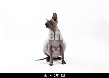 Sphynx pregnant cat. Beautiful gray hairless sphynx cat sit Stock Photo