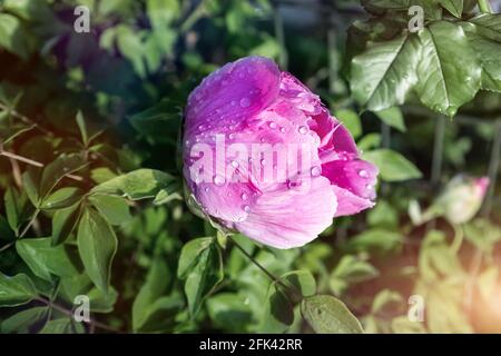Beautiful close-up detail above view of big red pink peony rose bush wet with dew or rain drops blossoming at backyard garden on bright summer day Stock Photo