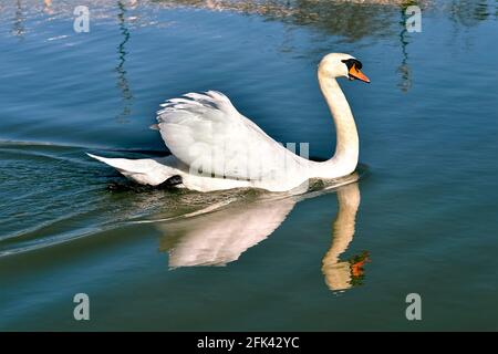 Closeup mute swan (Cygnus olor) swimming on water Stock Photo